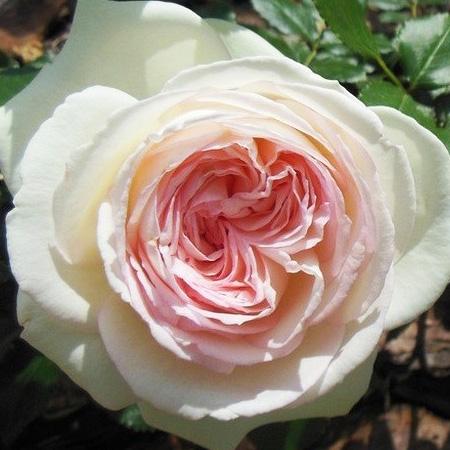 Роза плетистая Пале Рояль (Palais Royal) купить выгодно ✵ Сады-Эдема.рф –  интернет магазин растений для сада